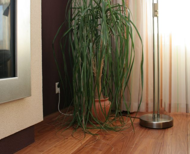 Ybyraro - Ajunao Lacquered Hardwood Flooring - Image 6